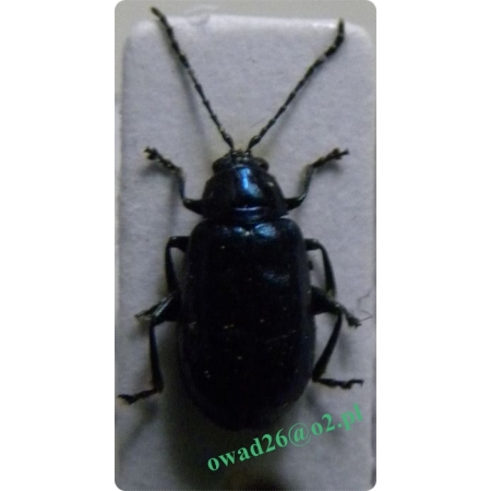 Altica brevicollis Foudras, 1860 Susówka leszczynowa